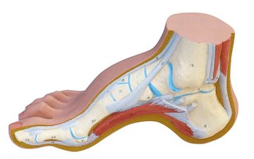 Holvoet anatomie Holvoet inlegzolen