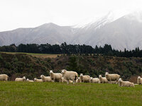 Wandelwol vs Wolkings - Wat is nu het beste?